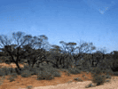 Outback Terrain