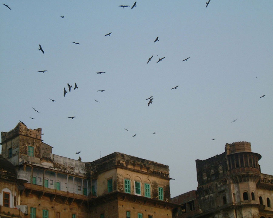 Birds over the Ganges