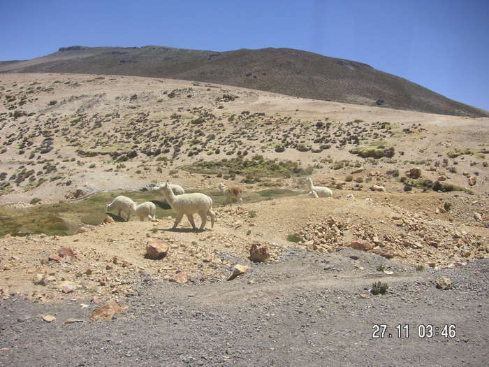 Younger Alpacas