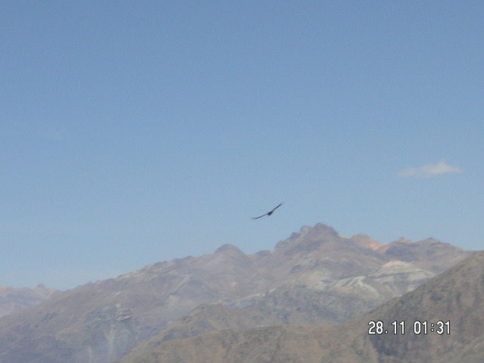 Condor and Mountain