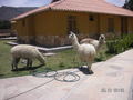 Llamas at Yanque
